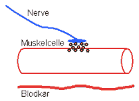 Nervesignalet