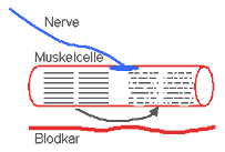 Mikro-overrivninger